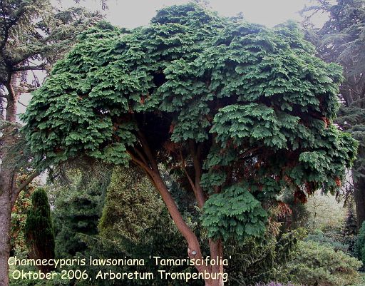 Chamaecyparis lawsoniana 'Tamariscifolia'