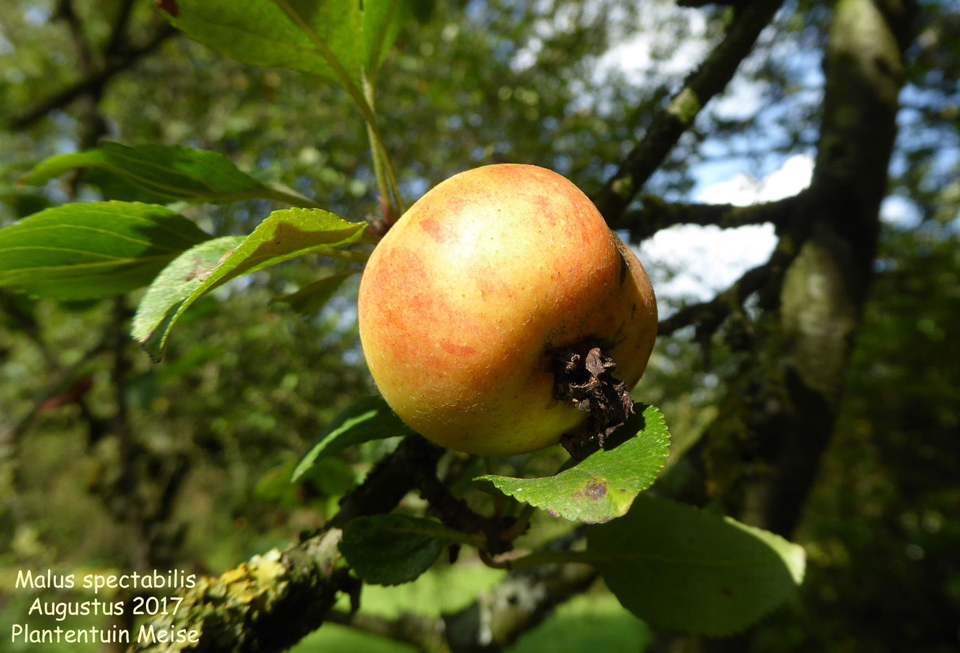 Белый Malus spectabilis