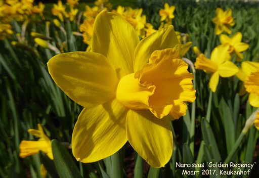Narcissus 'Golden Regency'
