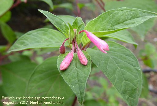 Fuchsia encliandra ssp. tetradactyla