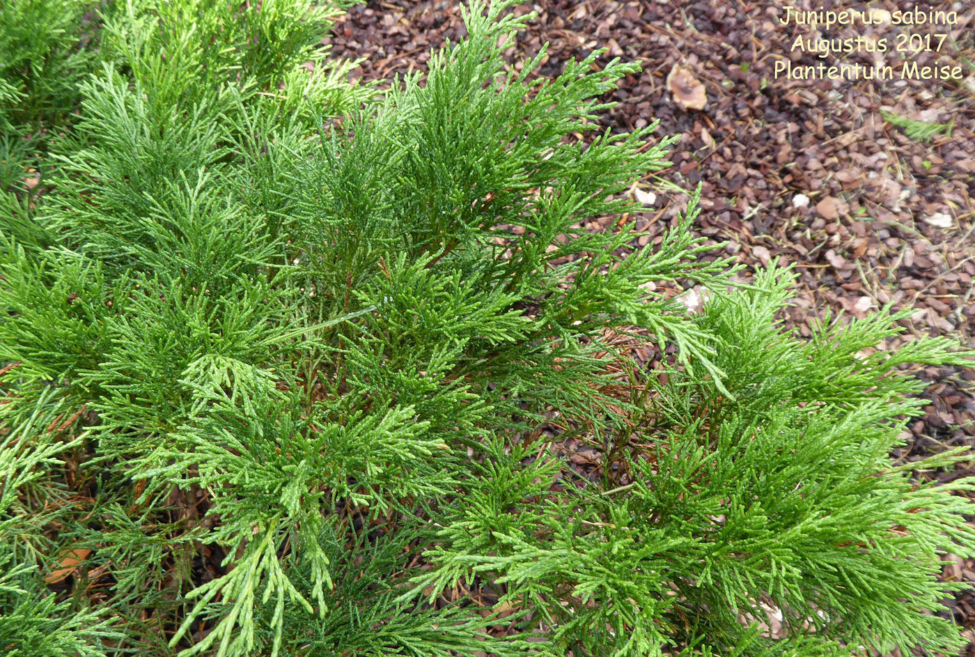 Juniperus Sabina CV. Mas