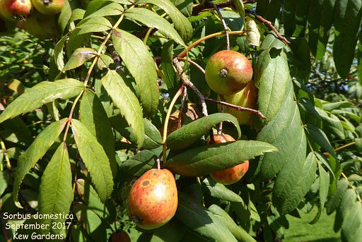 Sorbus domestica (fruit)
