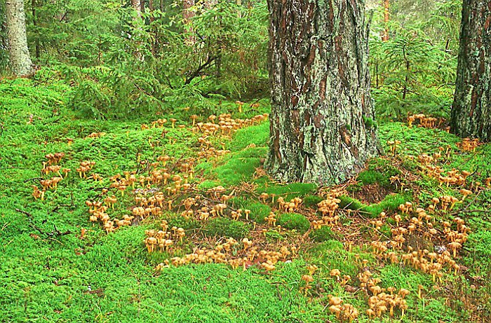 photo-kosteikkovahvero-sienikuvia-mushrooms-album-tampereen