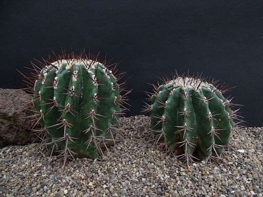 Echinocactus platyacanthus PP230 Left
Right ingens