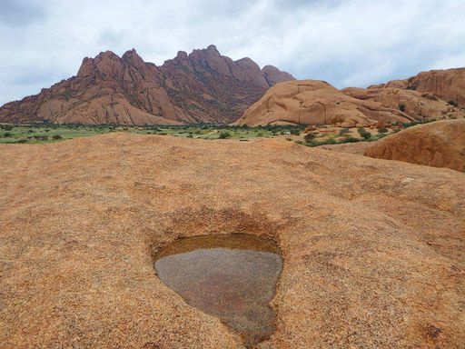 098 Cyphostemma currorii after the rain this is Spitzkoppe Namib Desert.jpg