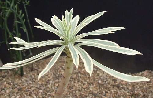 Euphorbia S. Brasil
