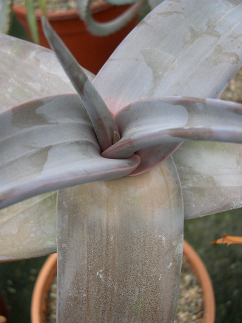 Photo: Aloe inermis | Aloe collectie+ album | Cok Grootscholten ...