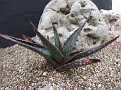 Aloe chloracantha