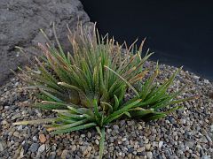Aloe bowea