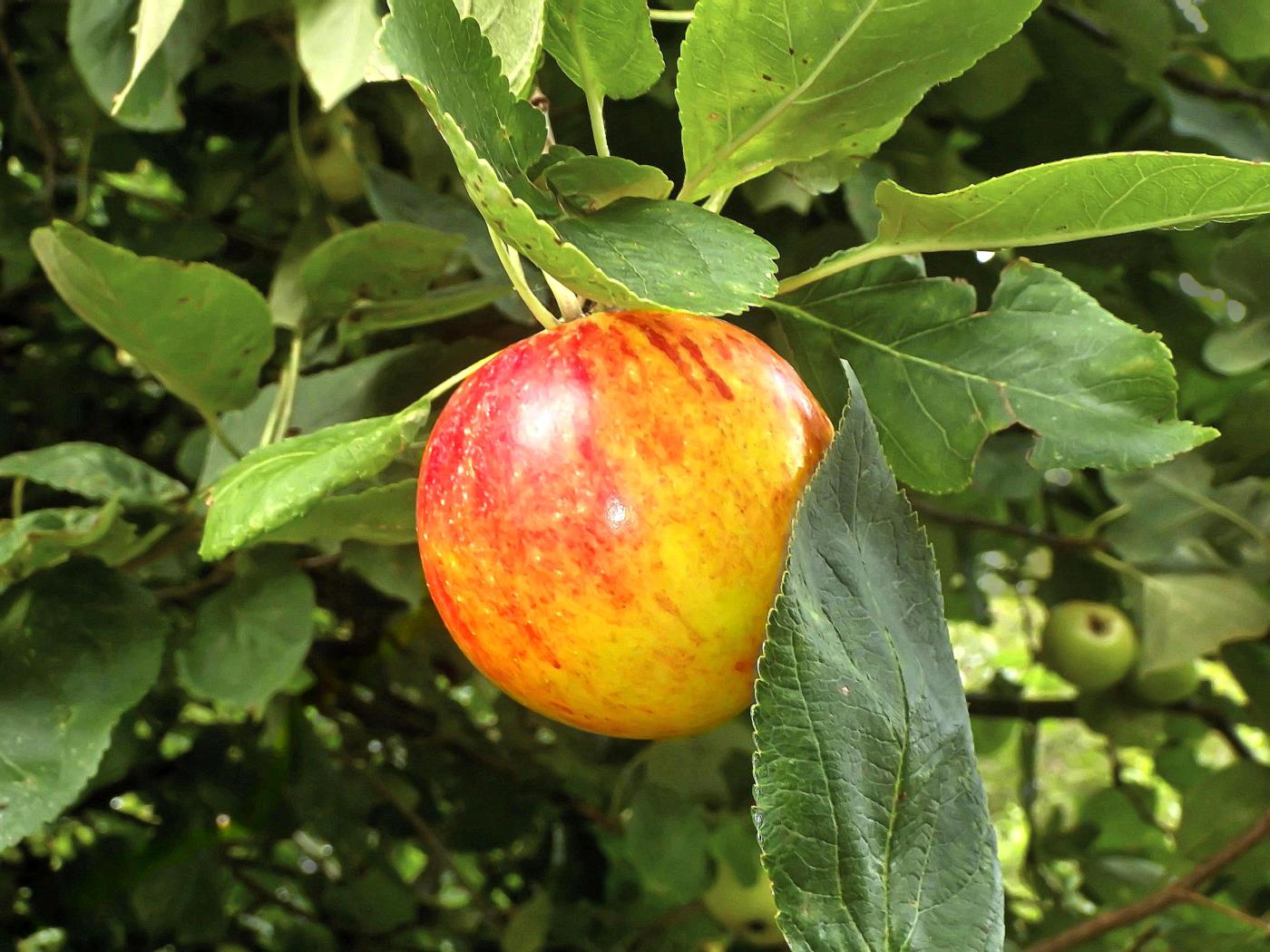 Leckerli am Wegesrand