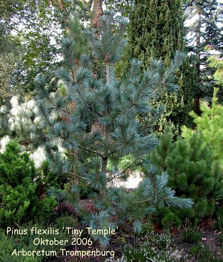 Pinus flexilis 'Tiny Temple'