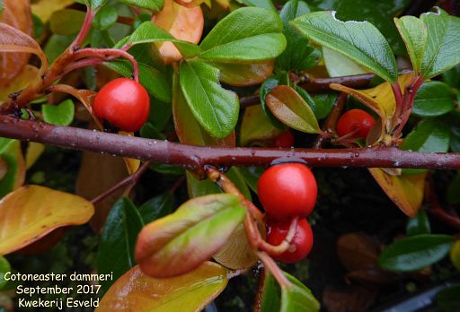 Cotoneaster dammeri (fruit)