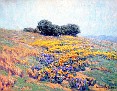 California Poppies [c.1920-24]