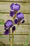 Iris pallida var. illyrica