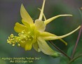 Aquilegia chrysantha 'Yellow Star'