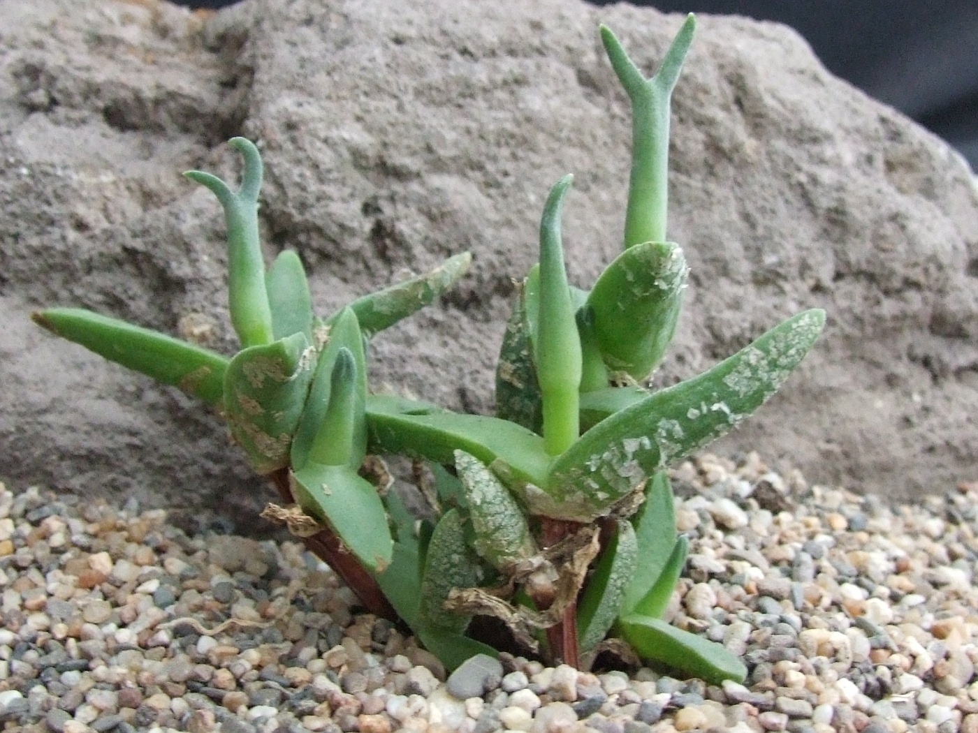 Mitrophyllum Roseum