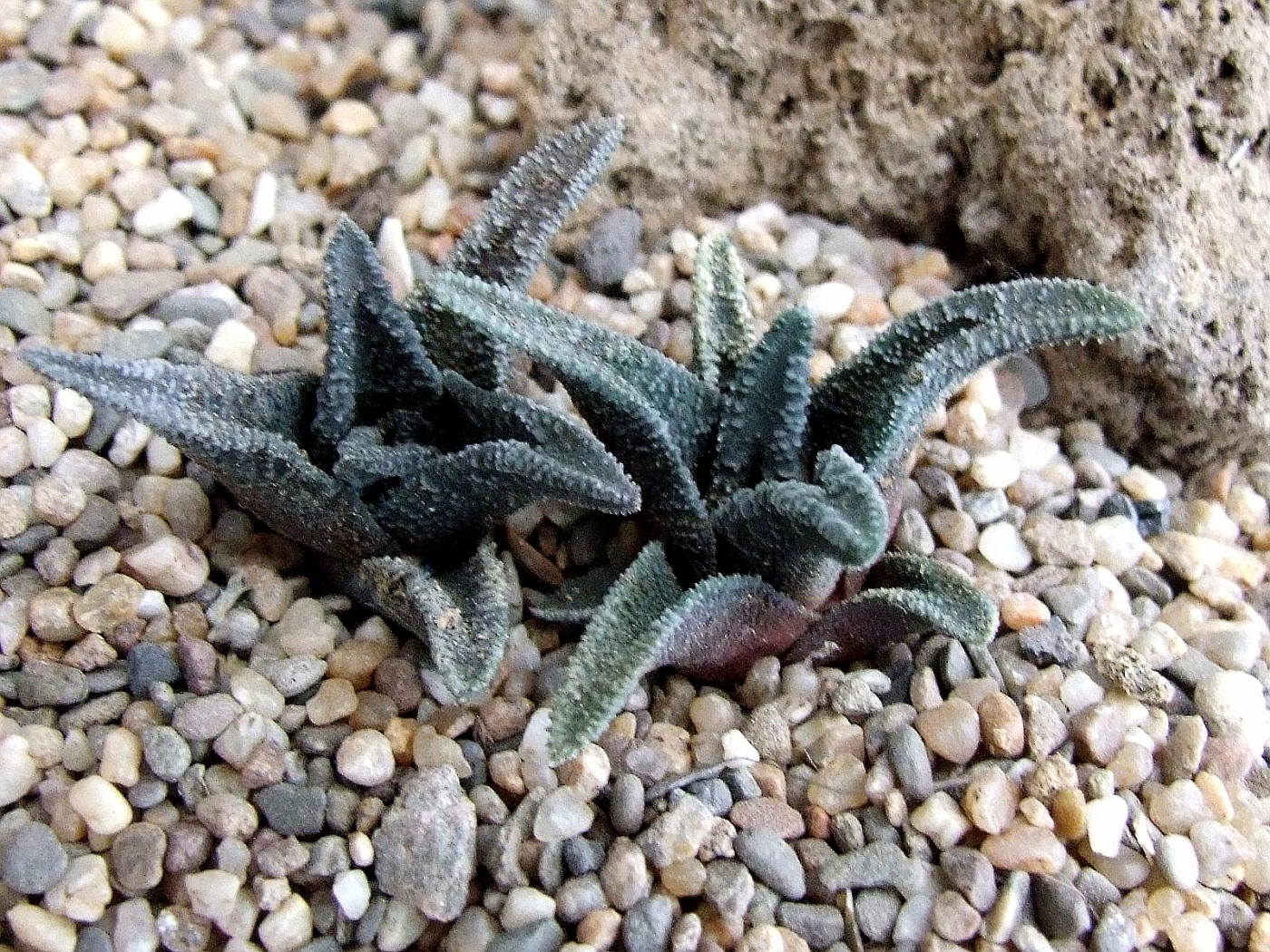 Photo: Haworthiopsis sordida v. lavrani Sp. | Haworthiopsis