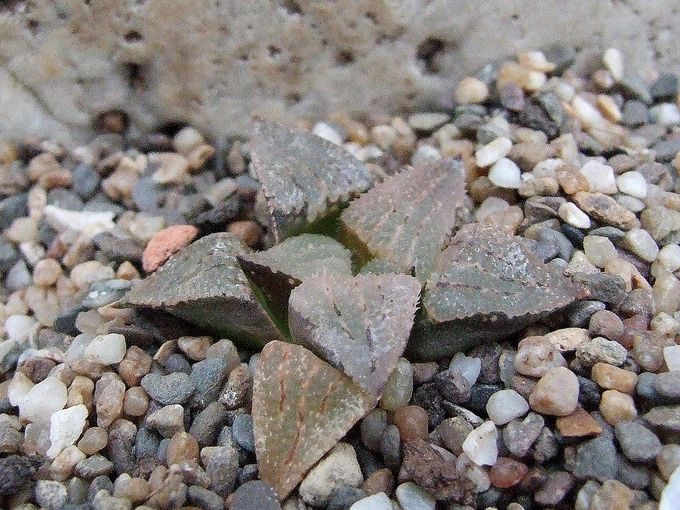 Photo: Haworthia breueri Sa. | Haw. breueri. album | Cok Grootscholten ...