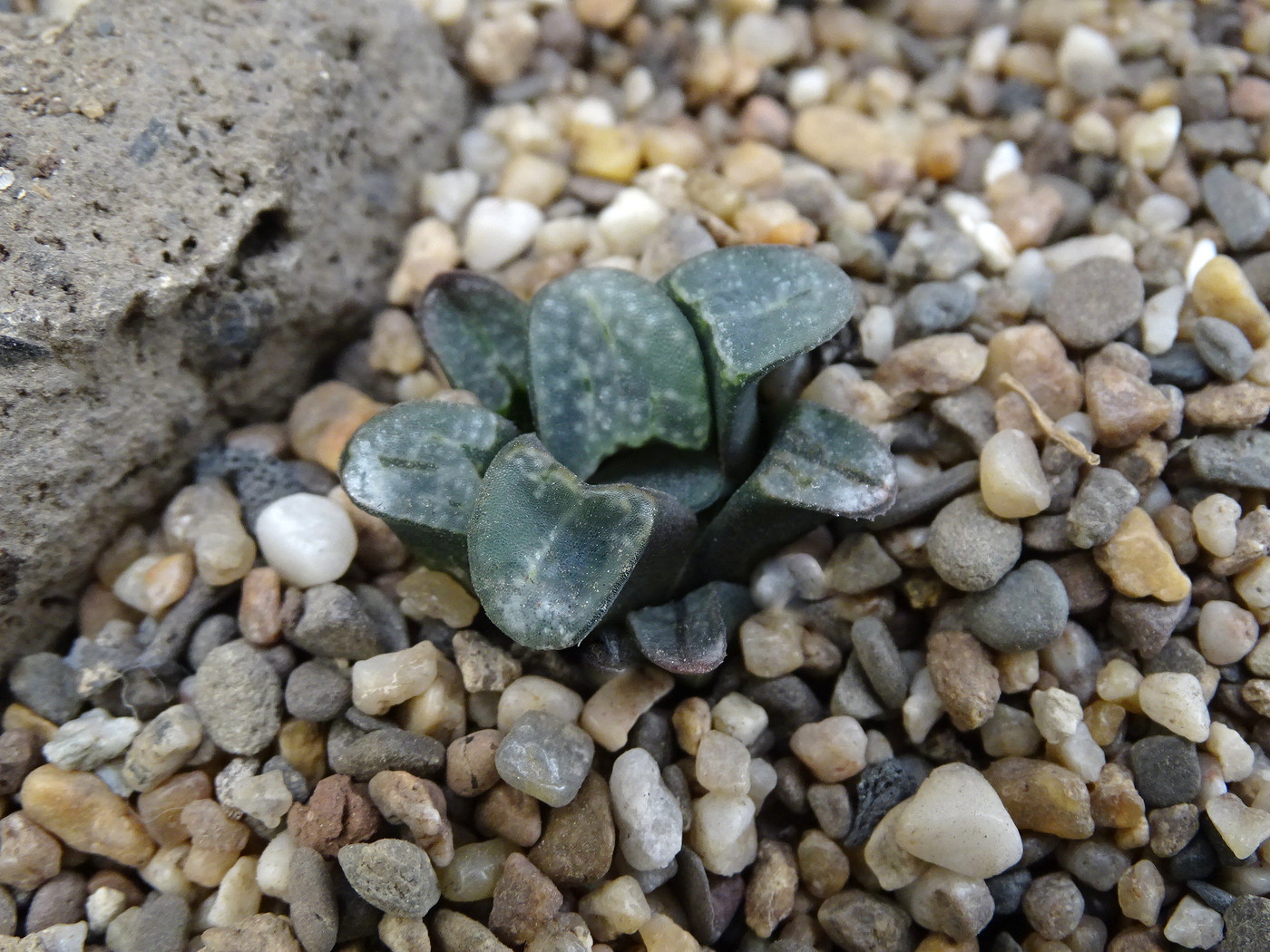 Photo: Haworthia groenewaldii Bu. | Haw. groenewaldii album | Cok ...