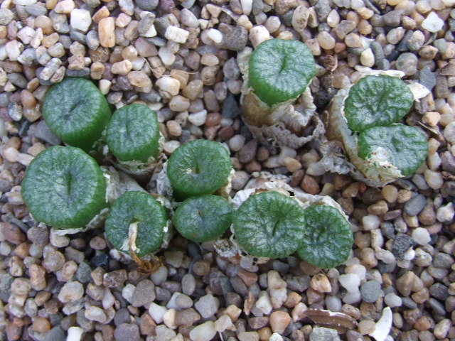 Conophytum ectypum v. brownii