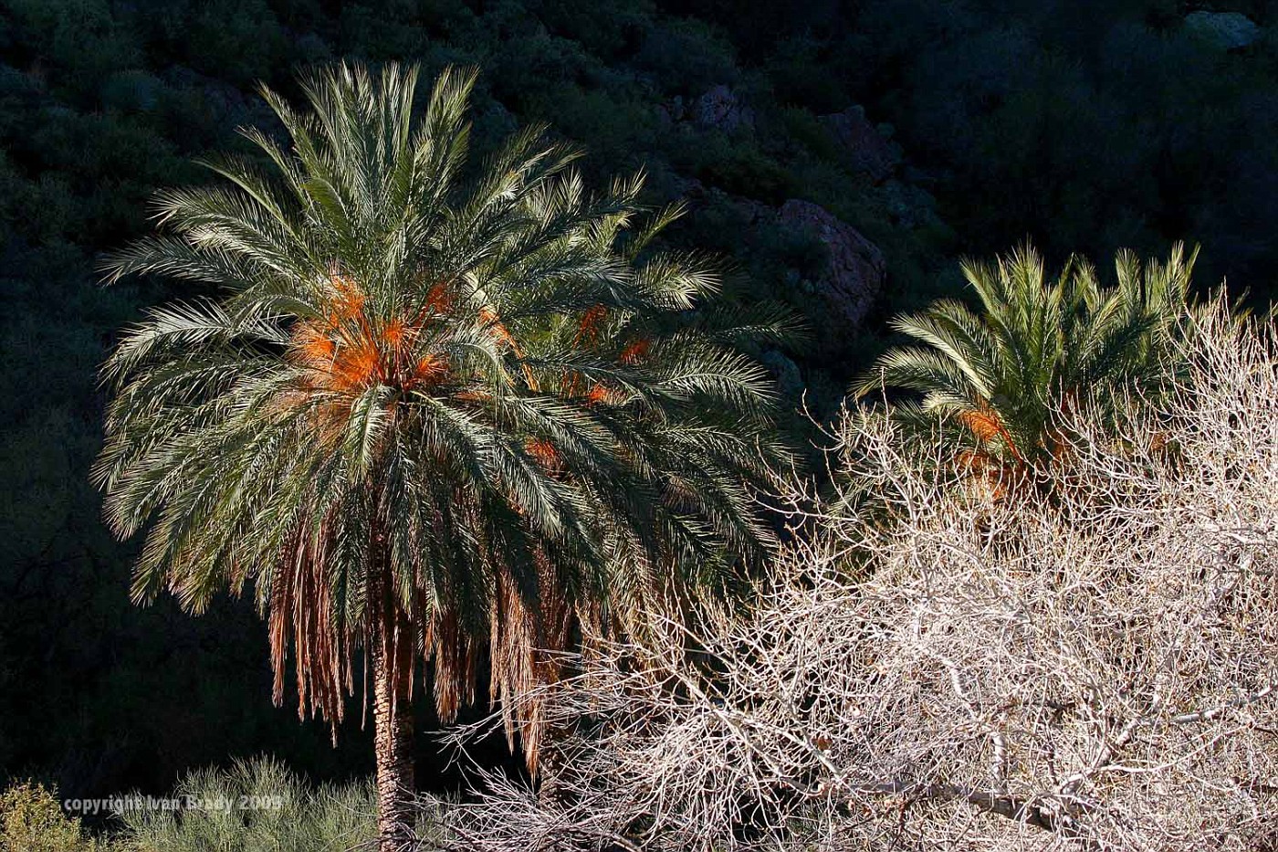 Palm Tree Boyce Arboretum 9456 (C) fotki.com palm desert