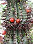 Euphorbia horrida Viscum minimum + seeds