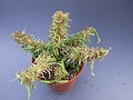 Euphorbia rossi . Madagascar