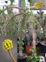 Euphorbia dieroides
