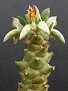 Euphorbia hetropodium Tanzania