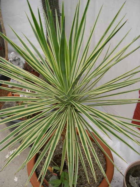 Yucca variegate aloifolia fa tricolor