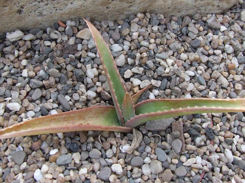 Aloe tormentori
