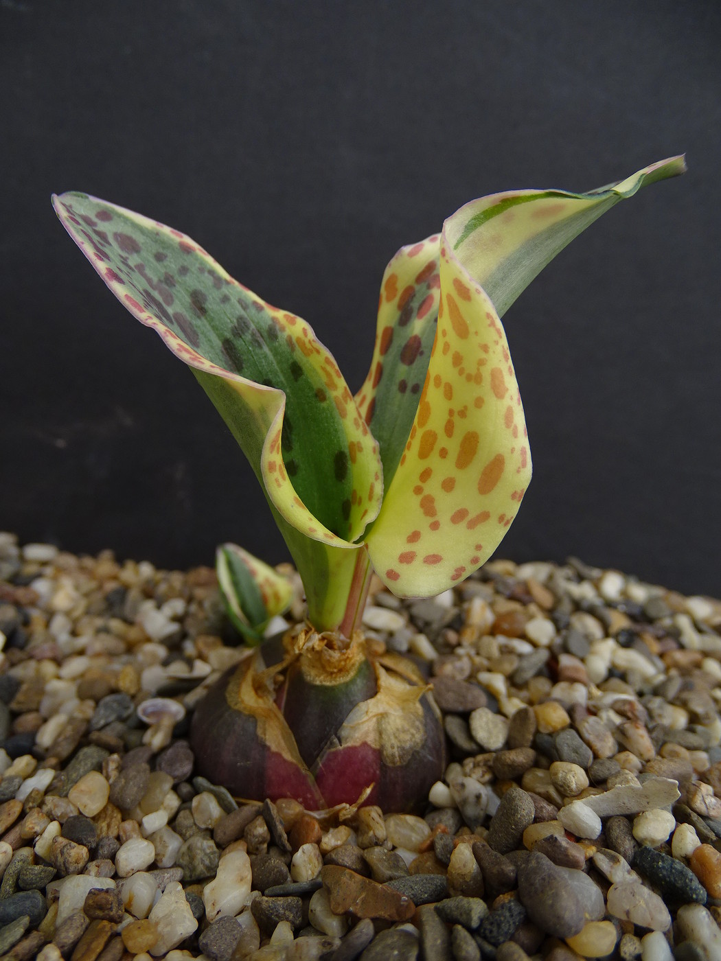 Photo: Drimiopsis maculata fa. variegata | Bulb`s + album | Cok  Grootscholten Succulent World ..