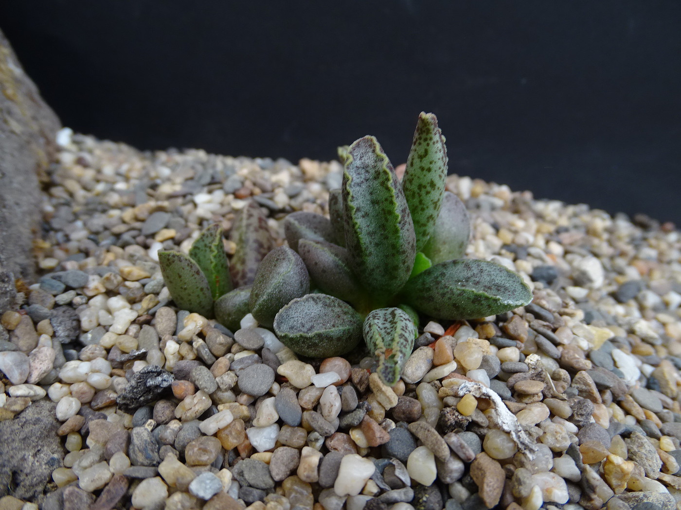 Photo: Adromischus marianiae 