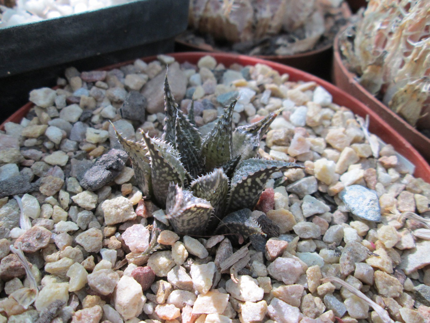 Photo: Haworthia mirabilis v. paradoxa 