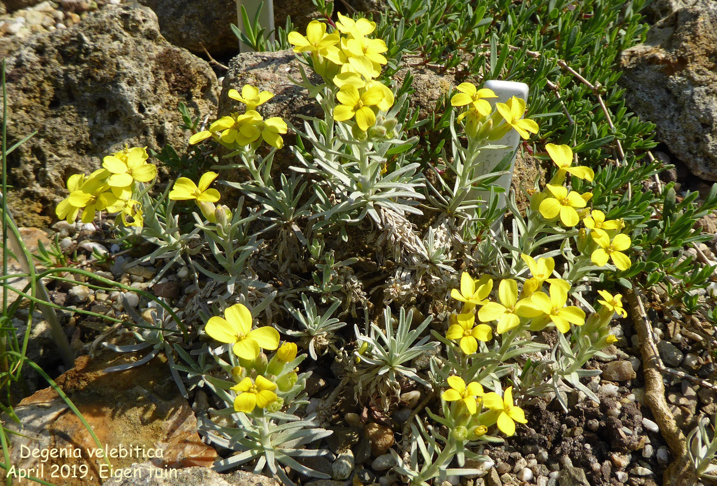 Degenia velebitica