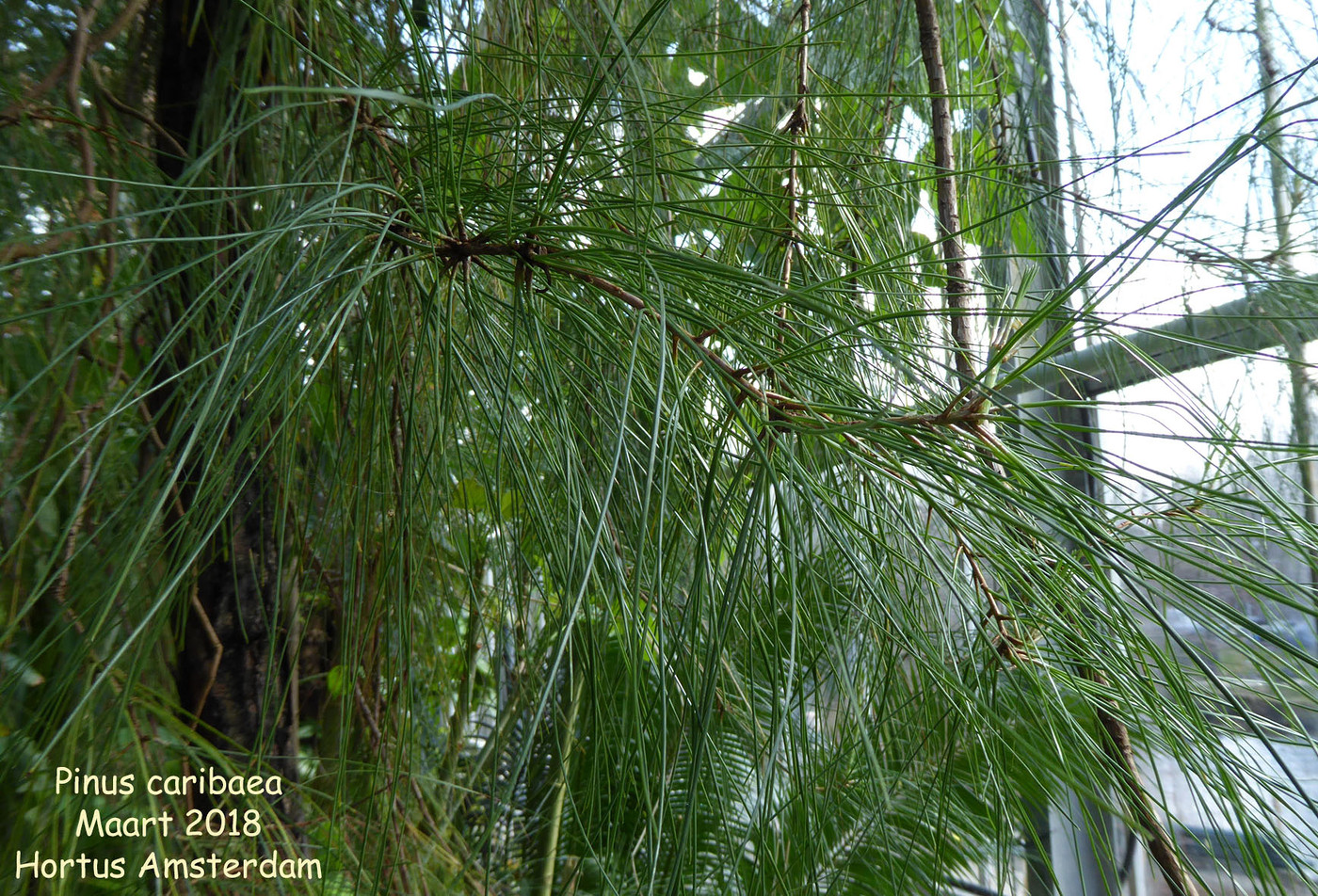 Pinus caribaea