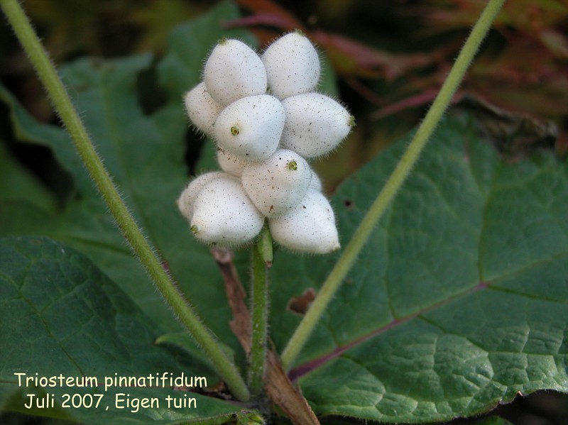 Triosteum pinnatifidum (fruit)