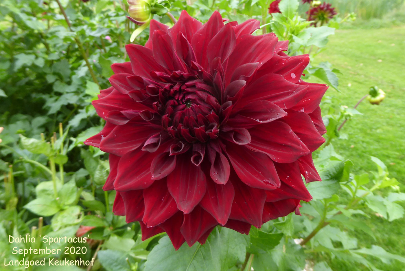 Photo: Dahlia ‘Spartacus’ | Dahlia (hybrid cultivars) album | Nora