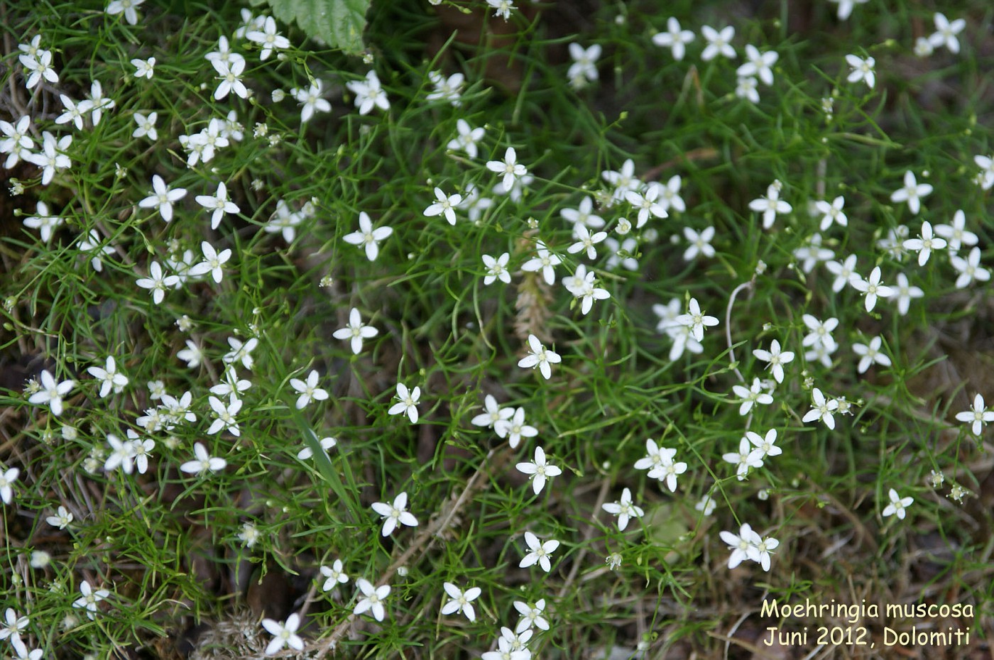 Moehringia. Muscosa