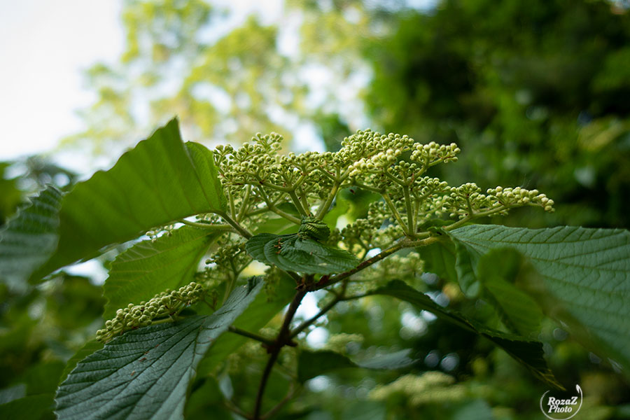 20180601 0007 (C) fotki.com flower garden