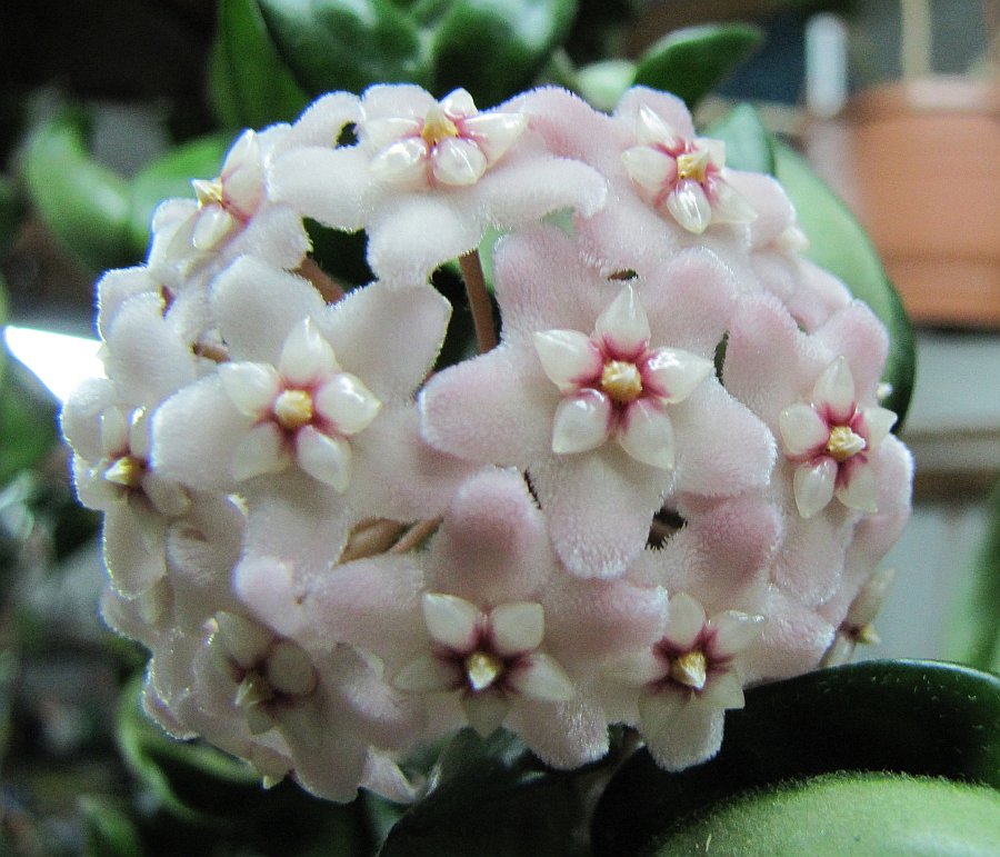 Photo: Hoya compacta | Hoyas C album | Samsine | Fotki.com, photo and ...