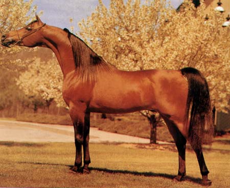 Photo: *ALADDINN National Champion Stallion in USA & Sweden | Arabian