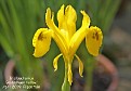 Iris bucharica 'Baldschuan Yellow'