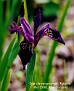 Iris chrysographes 'Rubella'