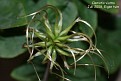 Clematis viorna (seed)