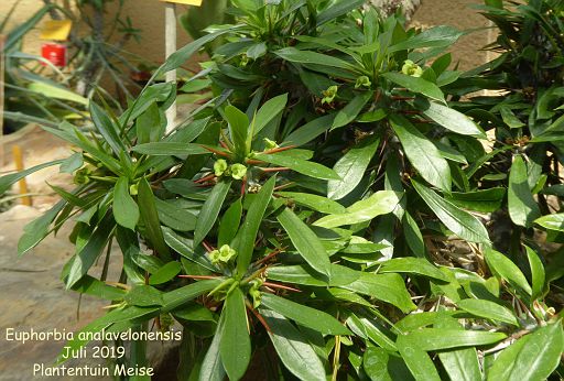 Euphorbia analavelonensis