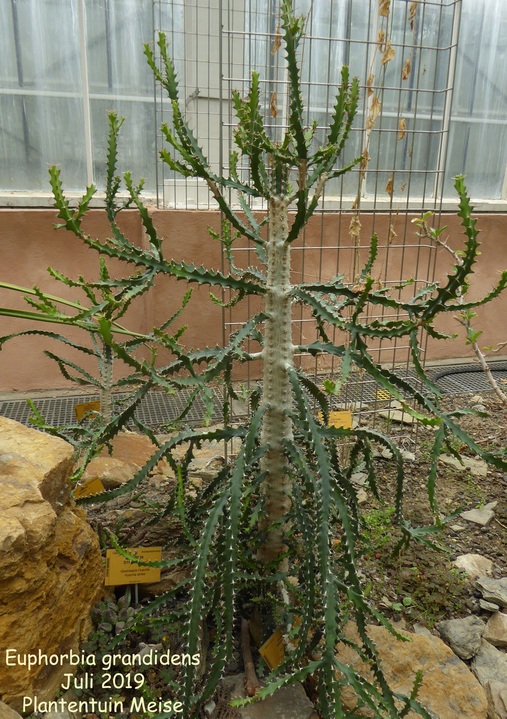 Euphorbia grandidens