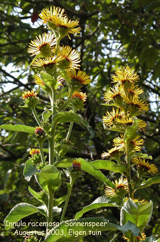Inula racemosa 'Sonnenspeer'