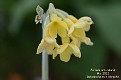Primula orbicularis