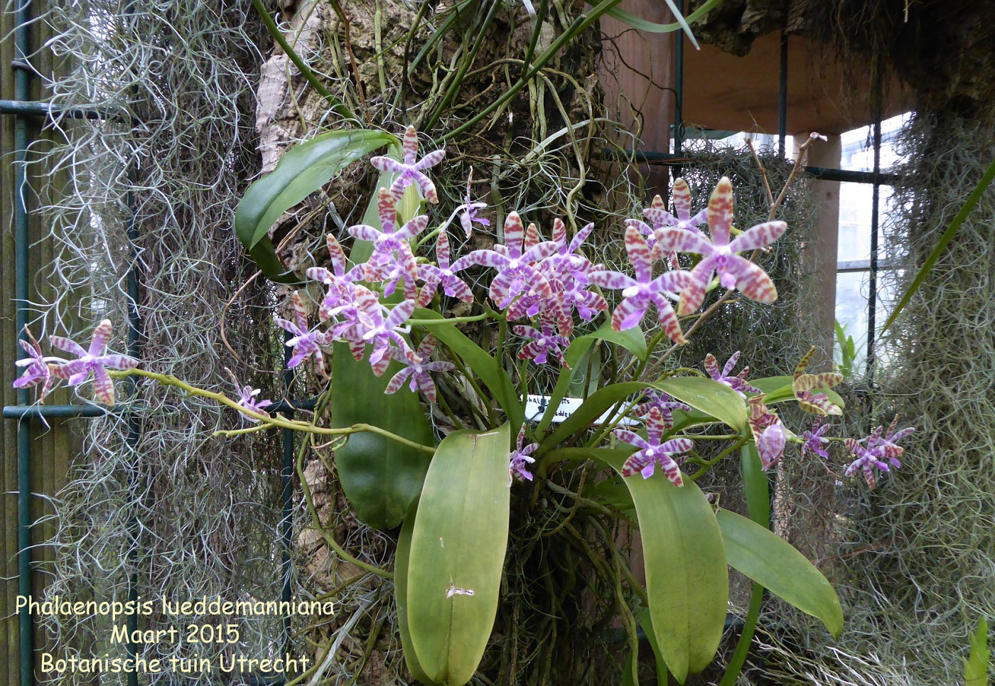 Photo Phalaenopsis Lueddemanniana Phalaenopsis Album Nora Goosen 1679